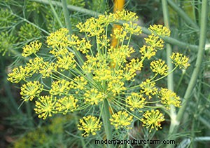 List of Edible Flowers