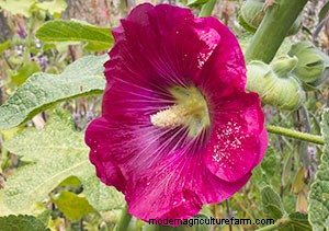 List of Edible Flowers
