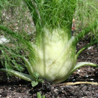 List of Edible Flowers