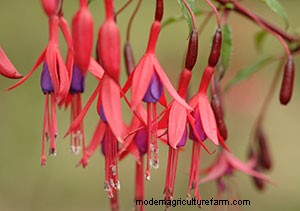 List of Edible Flowers