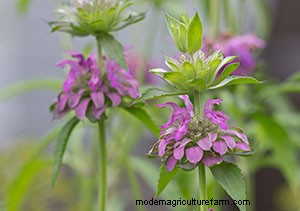 List of Edible Flowers