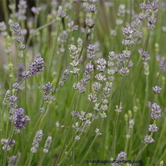 List of Edible Flowers
