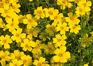 List of Edible Flowers