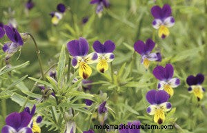 List of Edible Flowers