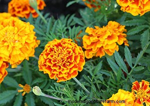 List of Edible Flowers