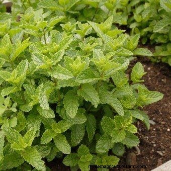 List of Edible Flowers