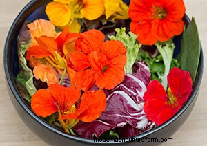 List of Edible Flowers