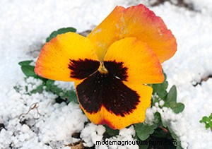 List of Edible Flowers