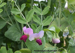 List of Edible Flowers