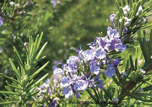 List of Edible Flowers