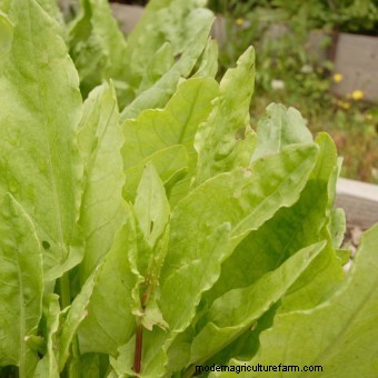 List of Edible Flowers