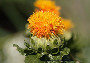 List of Edible Flowers