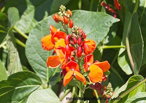 List of Edible Flowers