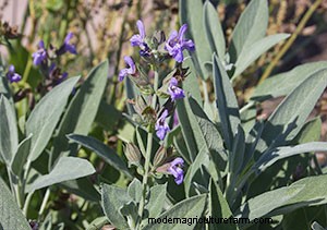 List of Edible Flowers
