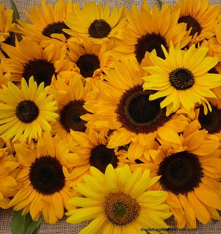 List of Edible Flowers