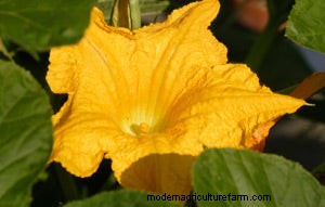 List of Edible Flowers