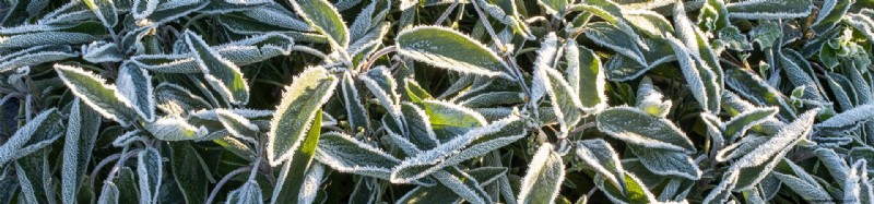 Frost Watch