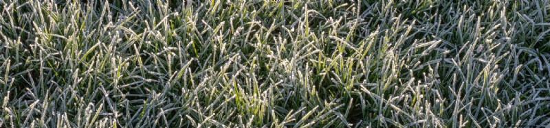 Frost Watch
