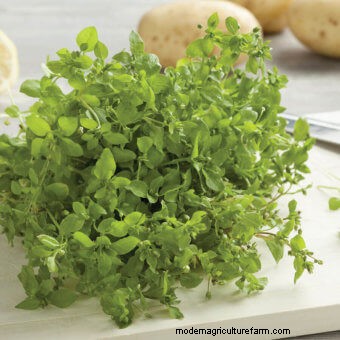 Growing Edible Weeds