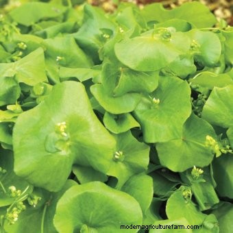 Growing Edible Weeds