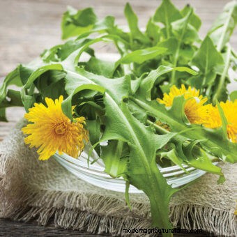 Growing Edible Weeds