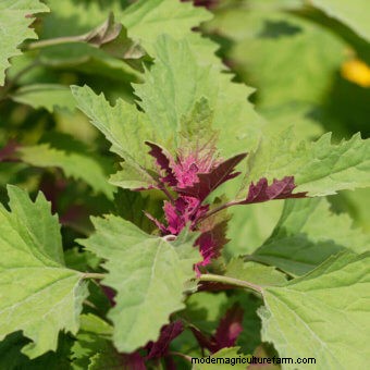 Growing Edible Weeds