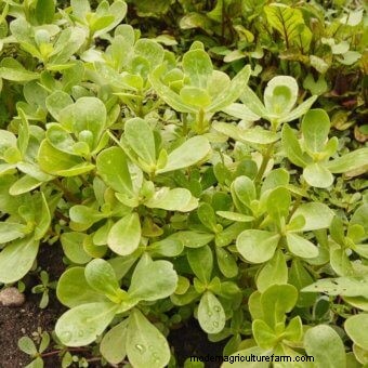 Growing Edible Weeds