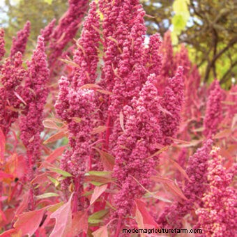 Growing Edible Weeds