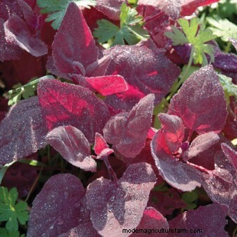 Growing Edible Weeds