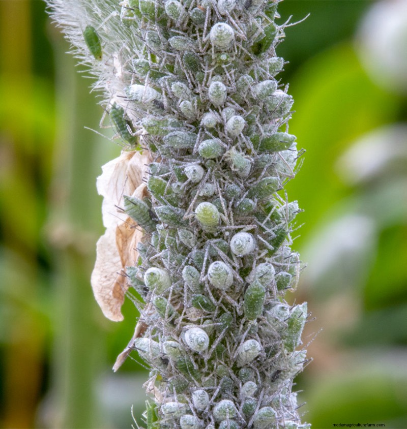 Lupin Aphids