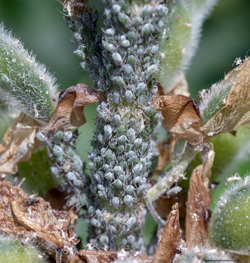 Lupin Aphids