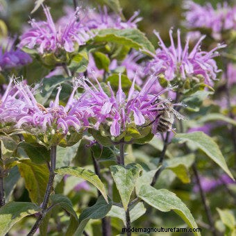 Plant Flower Seeds for Bees