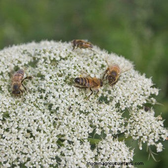 Plant Flower Seeds for Bees