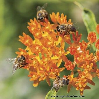 Plant Flower Seeds for Bees