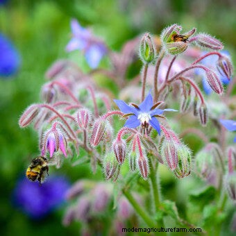 Plant Flower Seeds for Bees