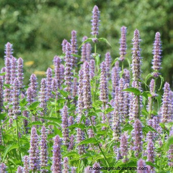 Plant Flower Seeds for Bees