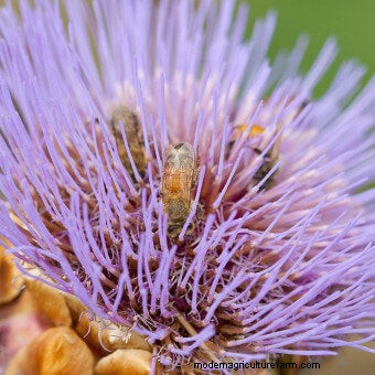 Plant Flower Seeds for Bees