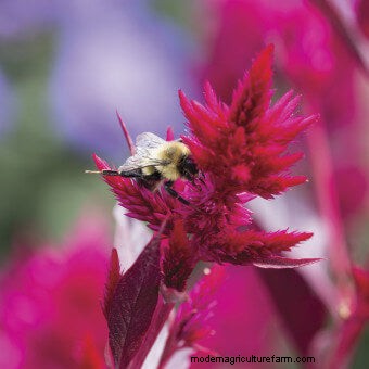 Plant Flower Seeds for Bees