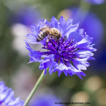 Plant Flower Seeds for Bees
