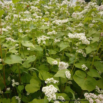 Plant Flower Seeds for Bees