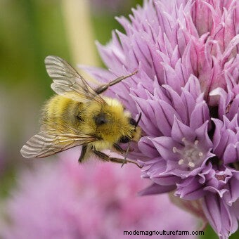 Plant Flower Seeds for Bees