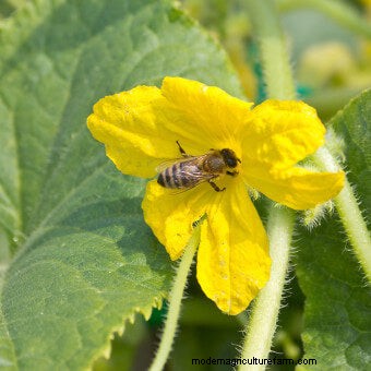 Plant Flower Seeds for Bees