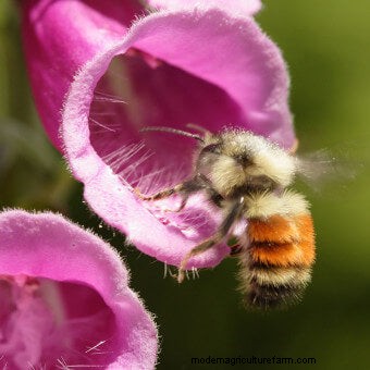 Plant Flower Seeds for Bees