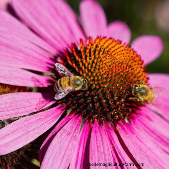 Plant Flower Seeds for Bees
