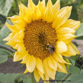 Plant Flower Seeds for Bees