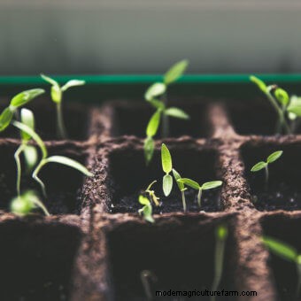 Waiting to Transplant