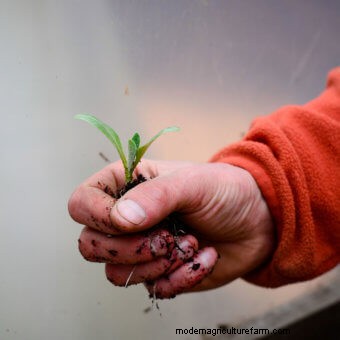 Waiting to Transplant