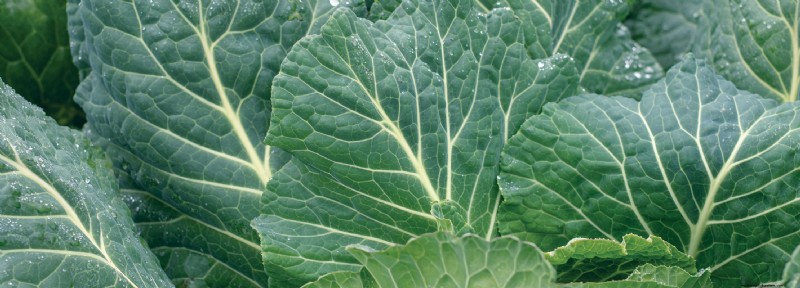 About Kale and Collards