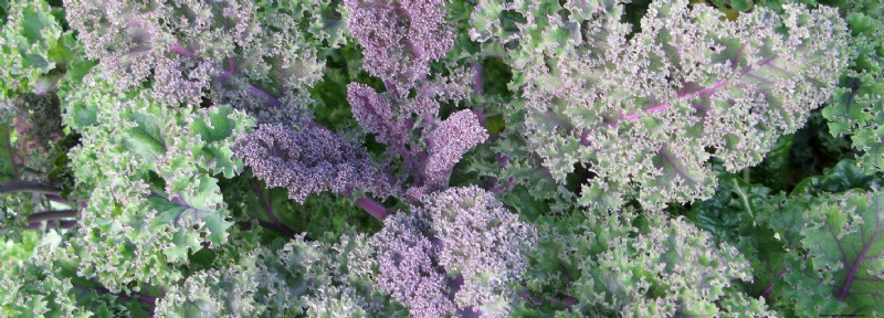 About Kale and Collards