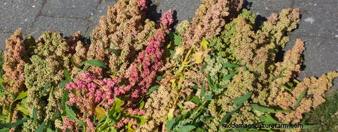 How to Harvest Quinoa